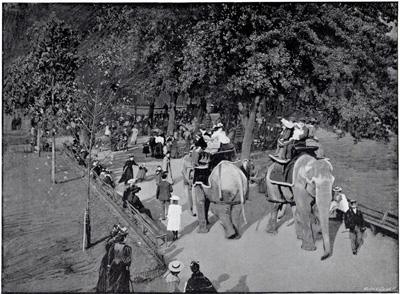 Scene in the Zoological Gardens